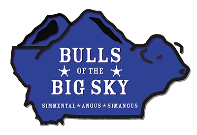 Bulls of the Big Sky