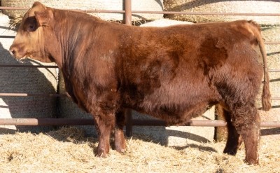 JC Pioneer 0046N